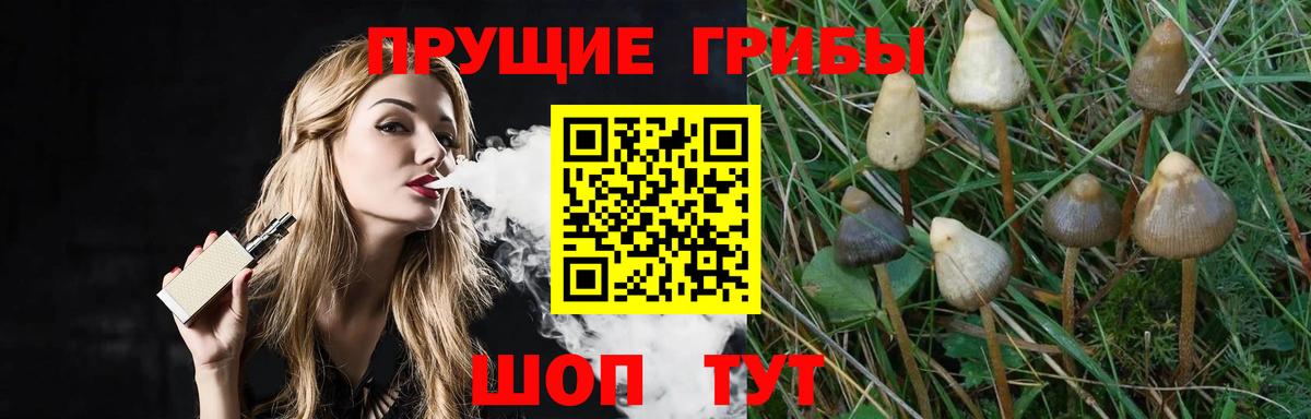 Псилоцибиновые грибы Psilocybine cubensis Луховицы